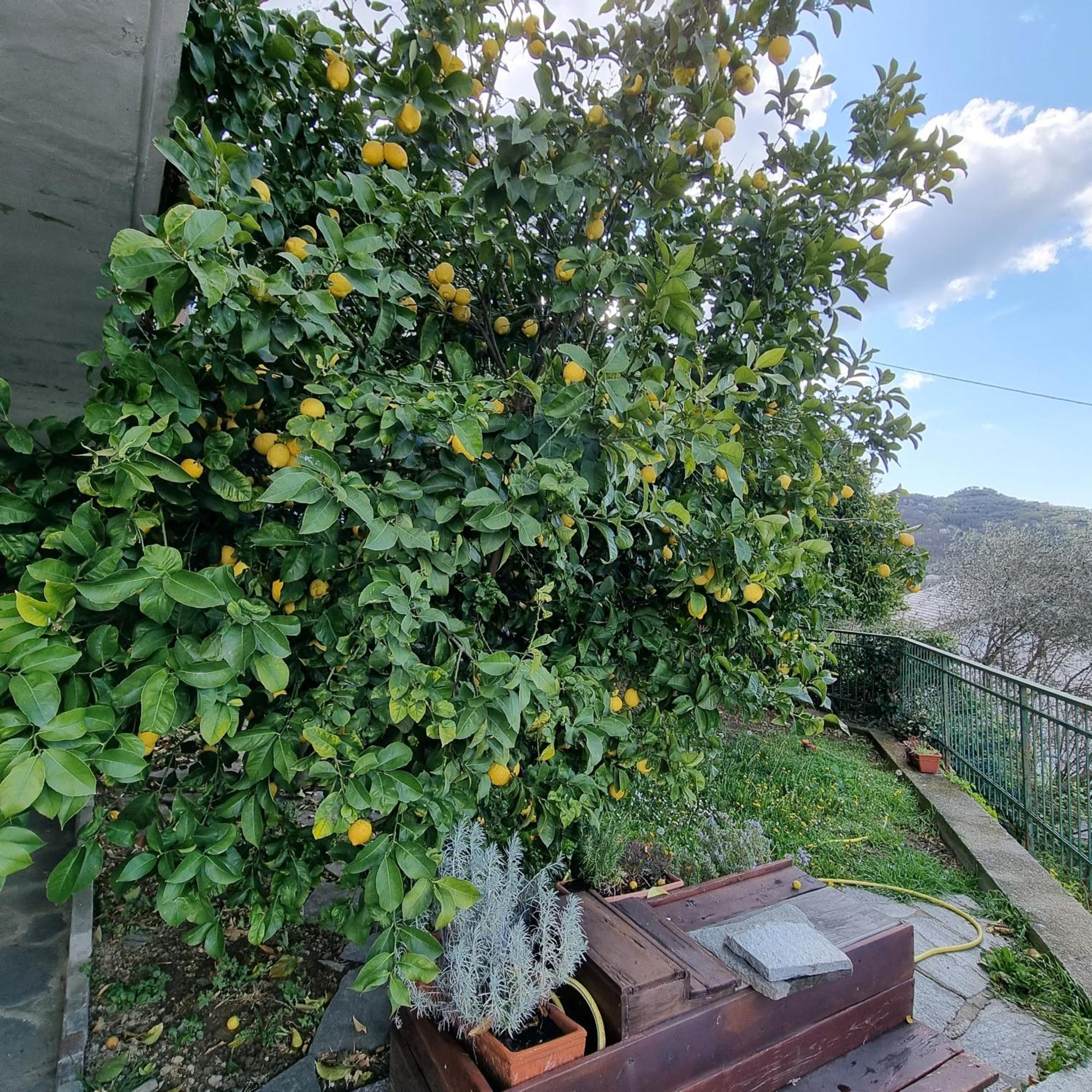 B&B La Terrazza Sui Fieschi Cogorno Εξωτερικό φωτογραφία
